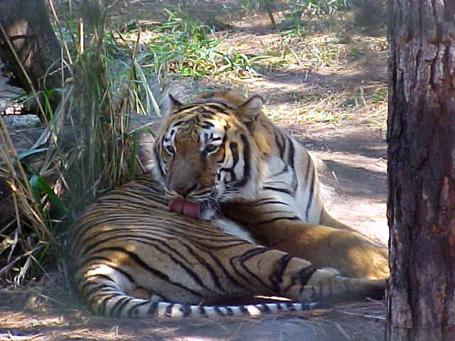 tigre