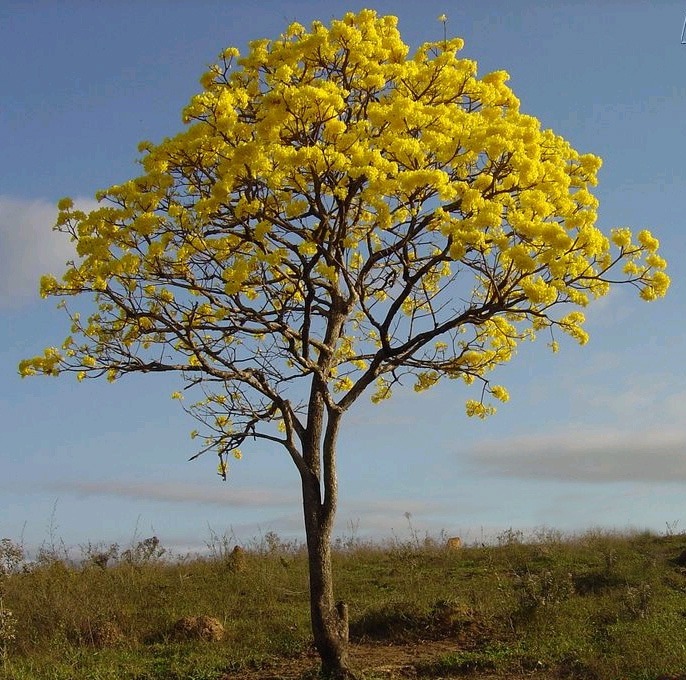 Ipê Amarelo da Serra - ECOloja - Texto para impressão