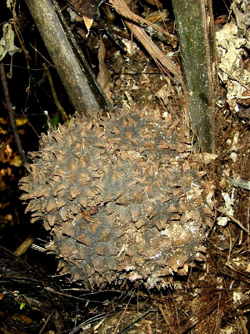 Fruto Jarina Fruto Jarina