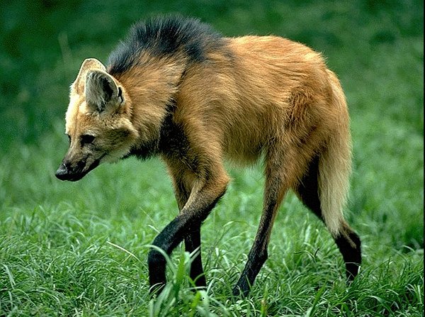 Lobo Guará