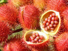Semente de Urucum Semente de Urucum