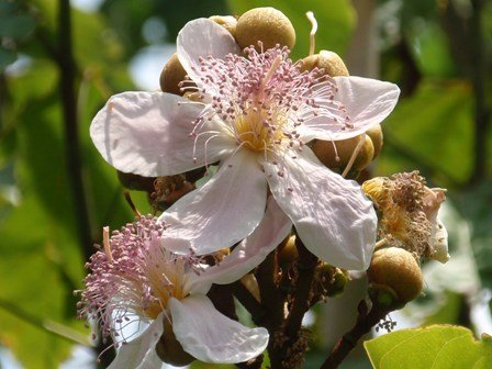 Flor de Urucum